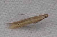 Batrachedra parvulipunctella