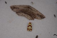 Phalonidia albipalpana