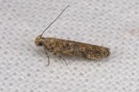 Scrobipalpa