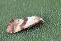 Cochylis epilinana