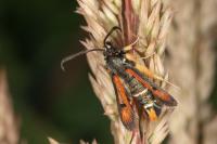 Pyropteron chrysidiforme