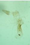 Apatema mediopallidum