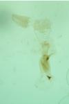 Apatema mediopallidum