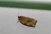 Choristoneura hebenstreitella