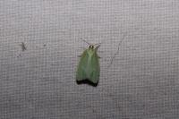 Tortrix viridana