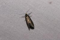 Taleporia tubulosa