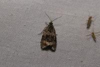 Celypha lacunana