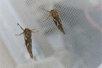 Korscheltellus lupulinus