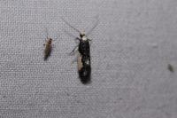 Monopis monachella