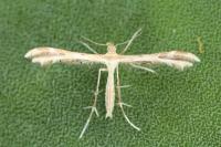 Oxyptilus laetus