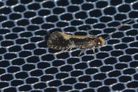Monopis obviella