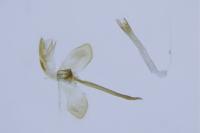 Monopis obviella