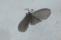Sterrhopterix fusca