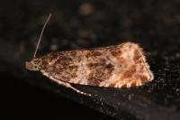 Orthotaenia undulana