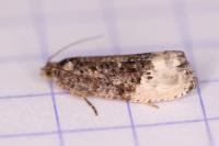 Hedya nubiferana