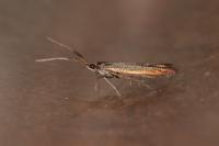 Coleophora mayrella