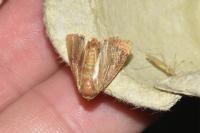 Apoda limacodes
