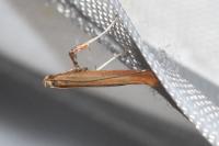 Caloptilia