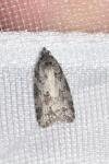 Cnephasia
