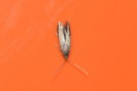 Coleophora