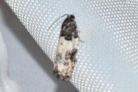 Gypsonoma sociana