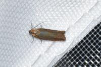 Lathronympha strigana