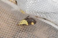 Oecophora bractella