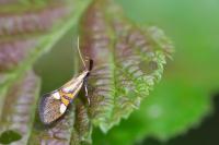 Alabonia staintoniella