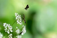 Adela australis