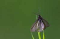 Heterogynis penella