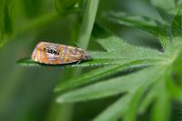 Olethreutes arcuella