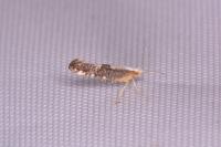Argyresthia spinosella