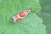 Ancylis obtusana