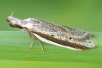 Pleurota bicostella