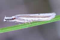 Pleurota bicostella