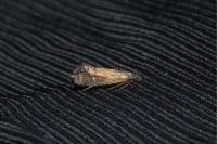 Glyphipterix thrasonella