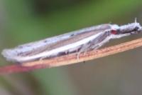 Pleurota bicostella