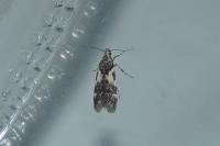 Teleiodes luculella