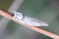 Ancylis tineana