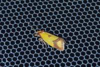 Agapeta zoegana