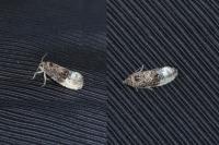 Hedya nubiferana