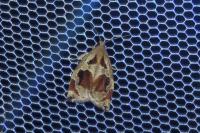 Archips crataegana