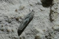 Eucosma metzneriana