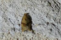 Clepsis consimilana