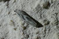 Eucosma metzneriana
