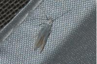 Coleophora striatipennella