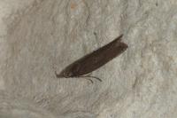Neofaculta ericetella