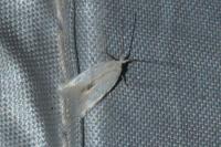 Opostega salaciella