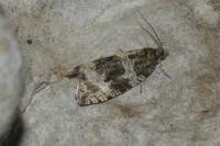 Orthotaenia undulana