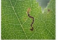 Stigmella